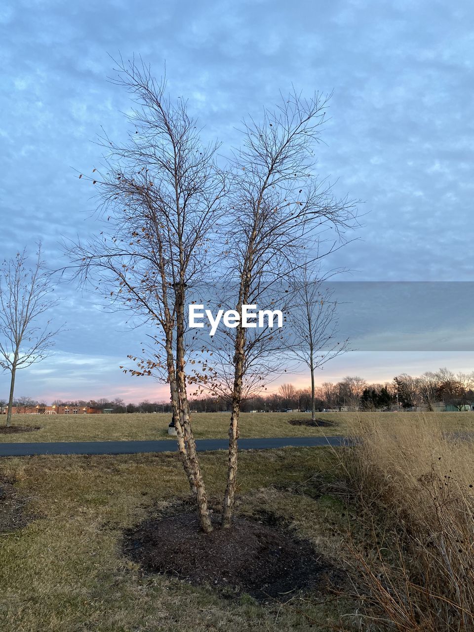 BARE TREE ON FIELD