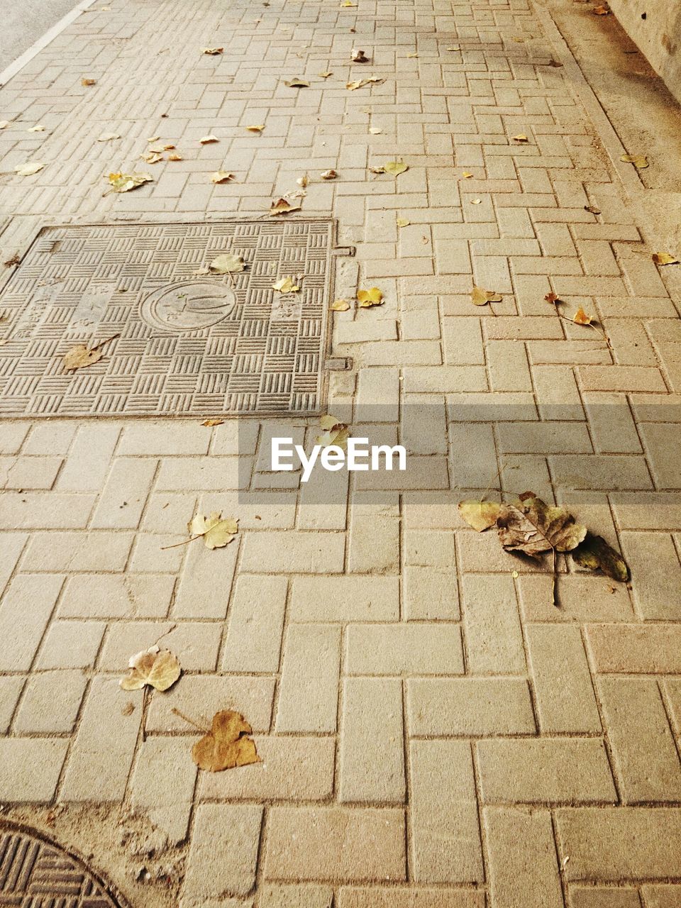 HIGH ANGLE VIEW OF AUTUMN LEAVES ON GROUND