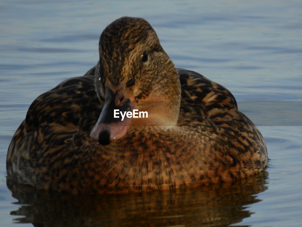 CLOSE-UP OF DUCK SWIMMING ON LAKE