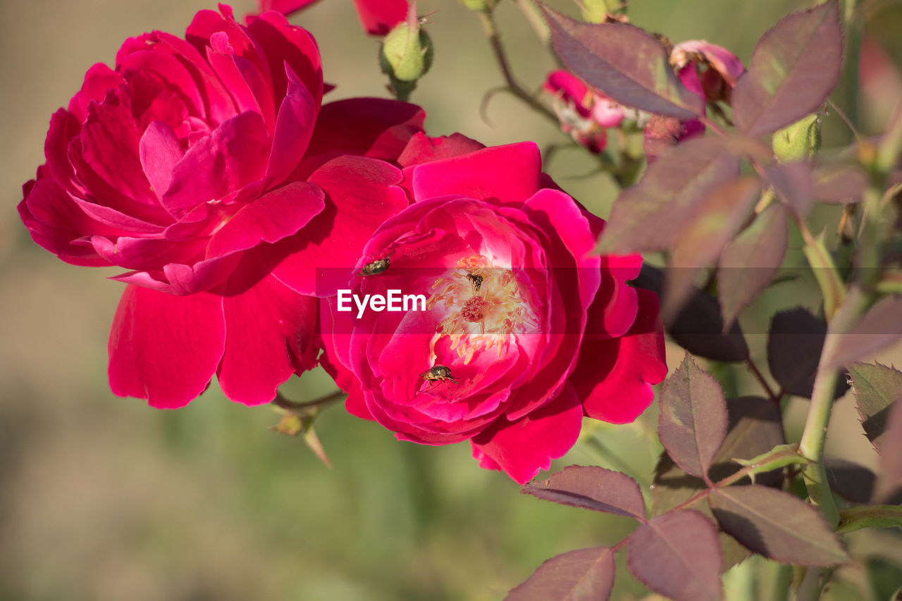 CLOSE-UP OF PINK FLOWER PLANT