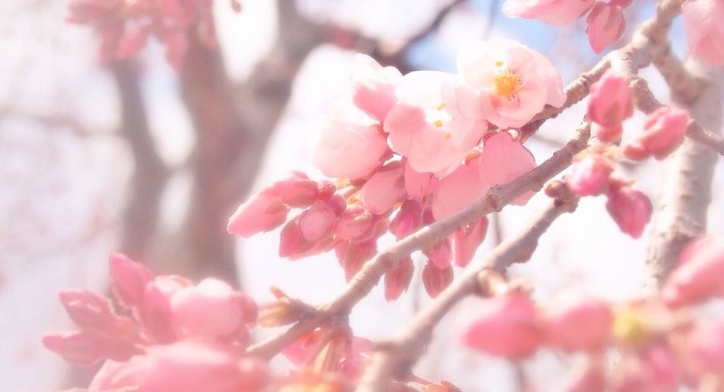 Pink blossoms on branch