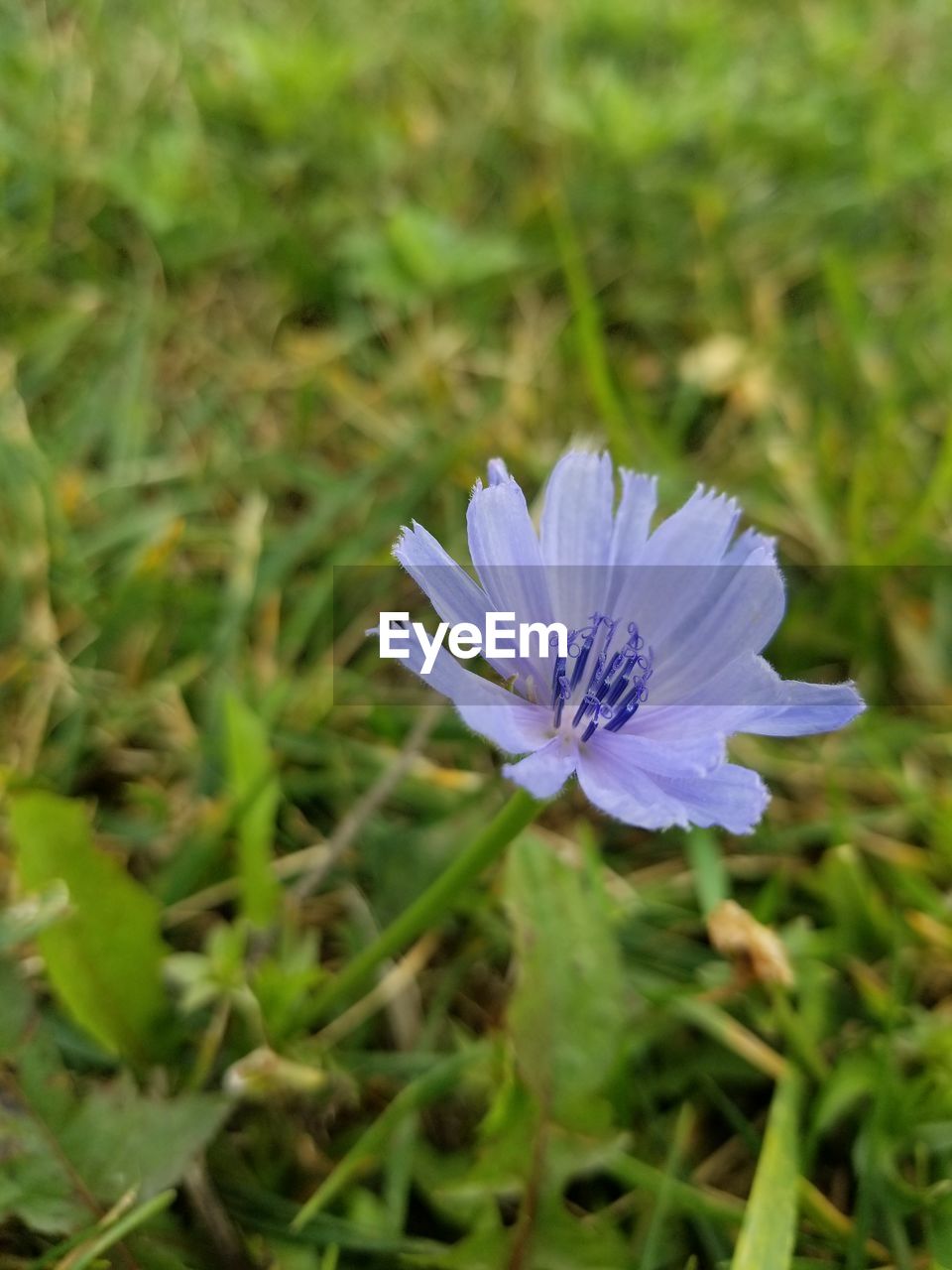 CLOSE-UP OF PURPLE FLOWER BLOOMING ON FIELD