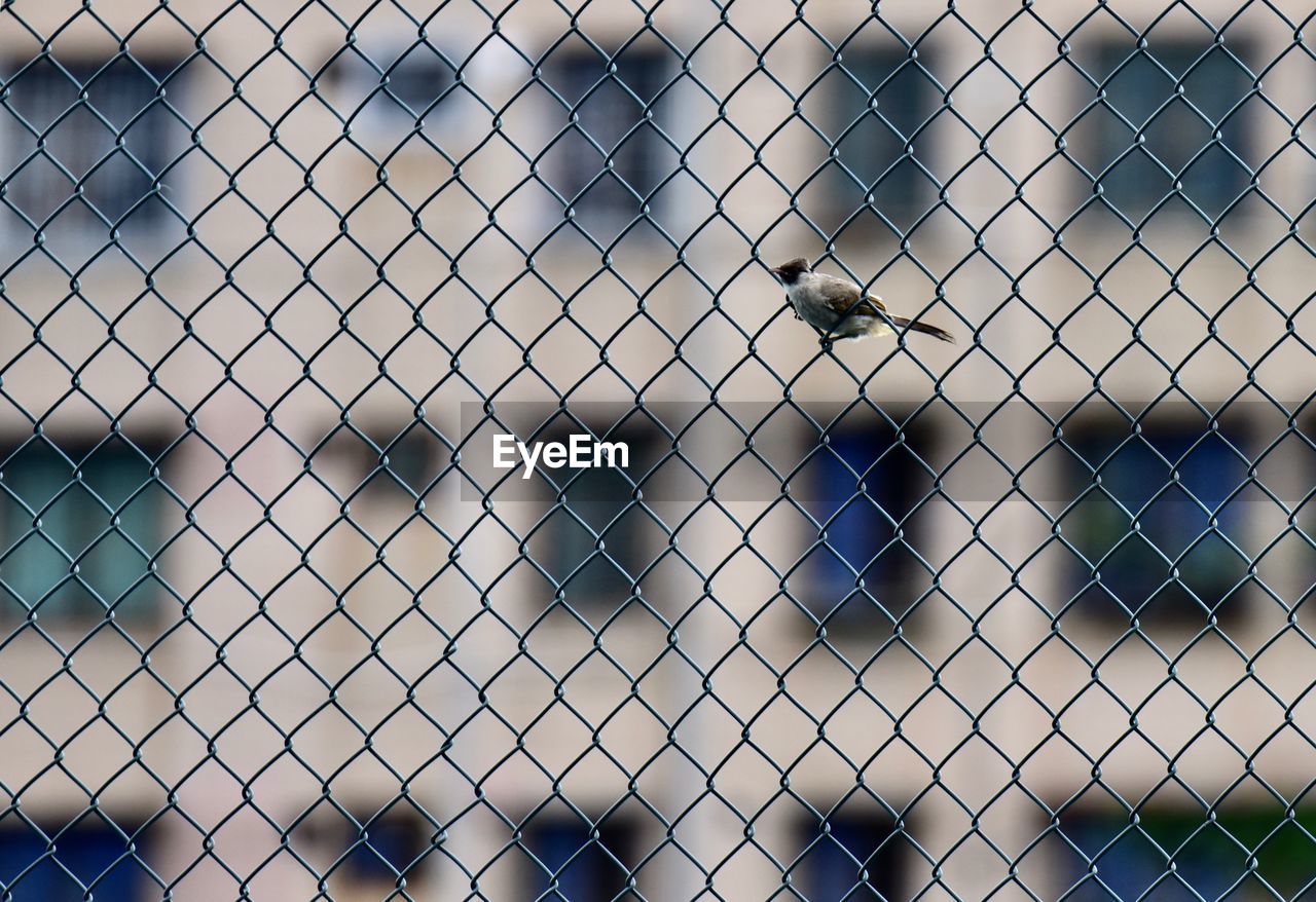 Close-up of chainlink fence