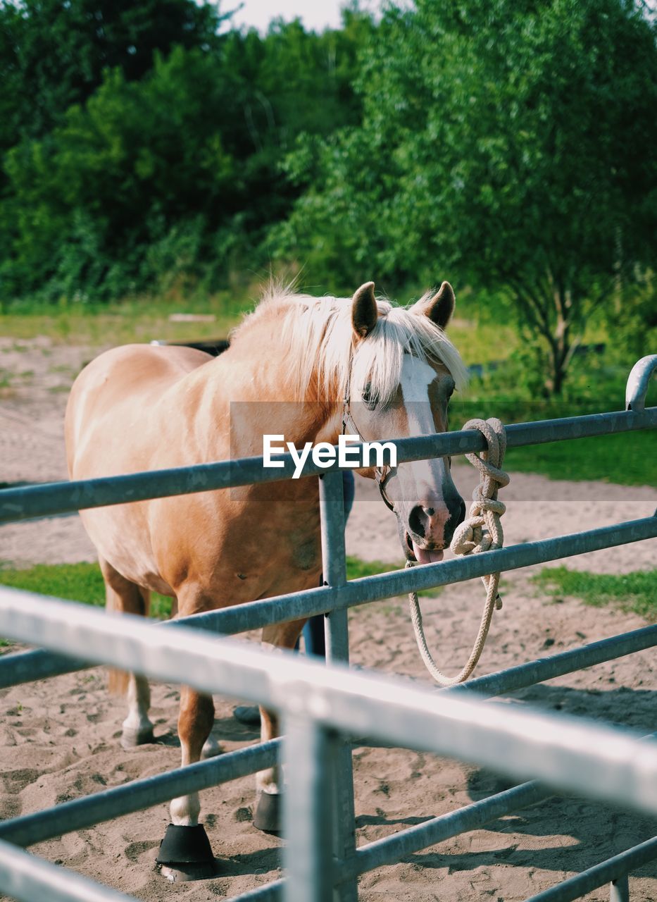 Horse standing in ranch