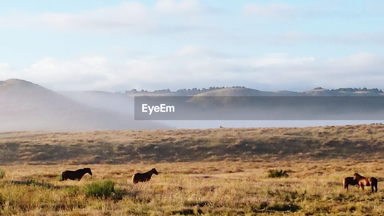 Horses on grassy landscape