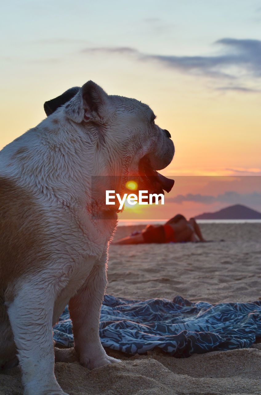 Bulldog on beach at sunset