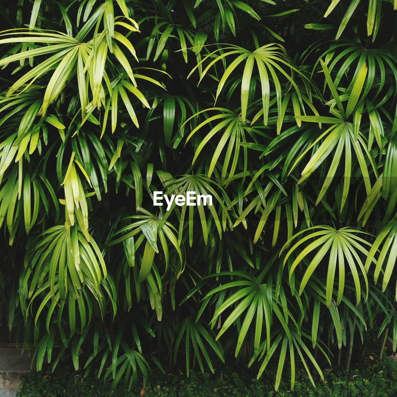 full frame shot of green plants