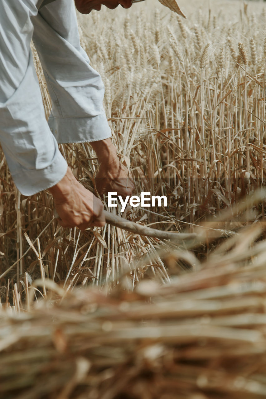 FULL LENGTH OF A MAN HOLDING WHEAT