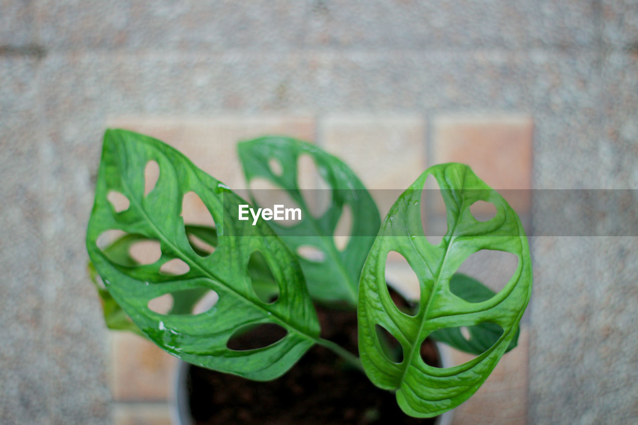 Monstera adansonii