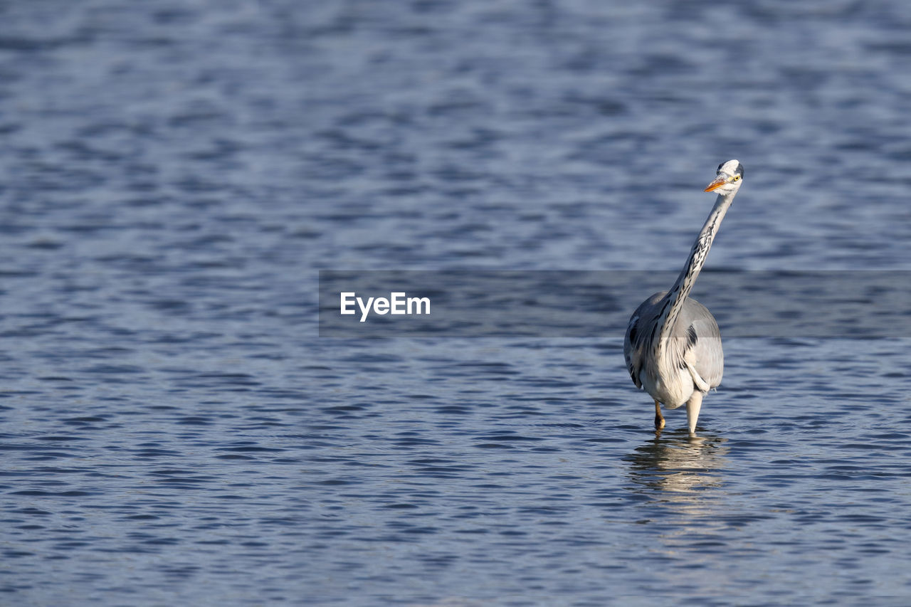 Gray heron on water