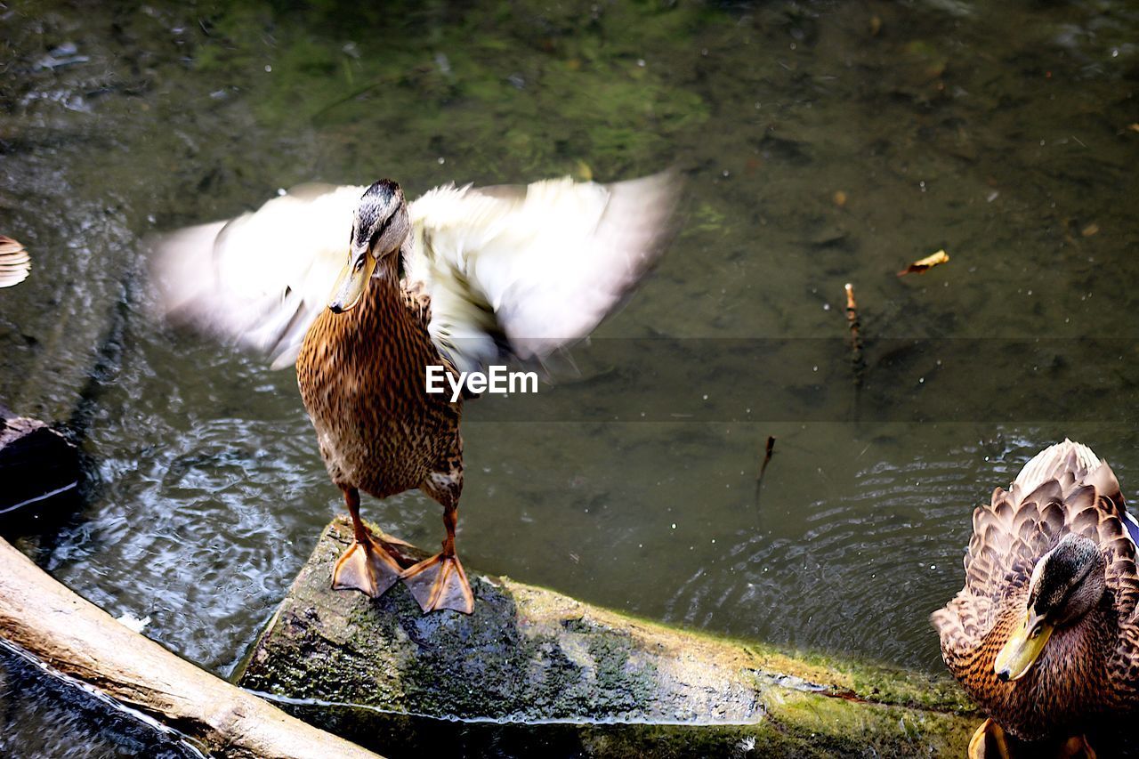 High angle view of bird in lake