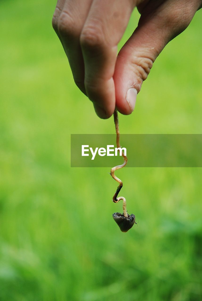 Cropped image of hand holding tiny mushroom