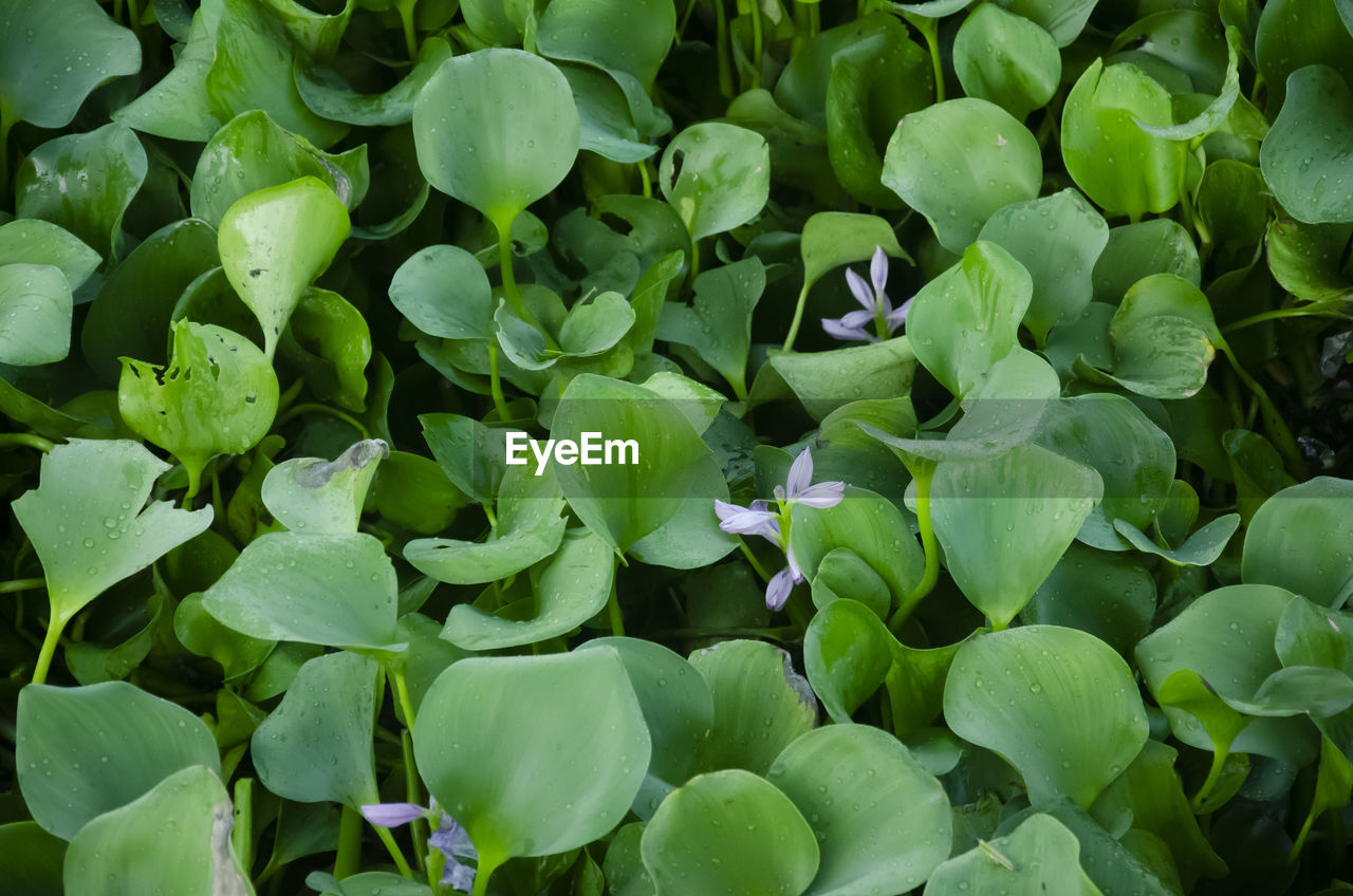 FULL FRAME SHOT OF GREEN LEAVES