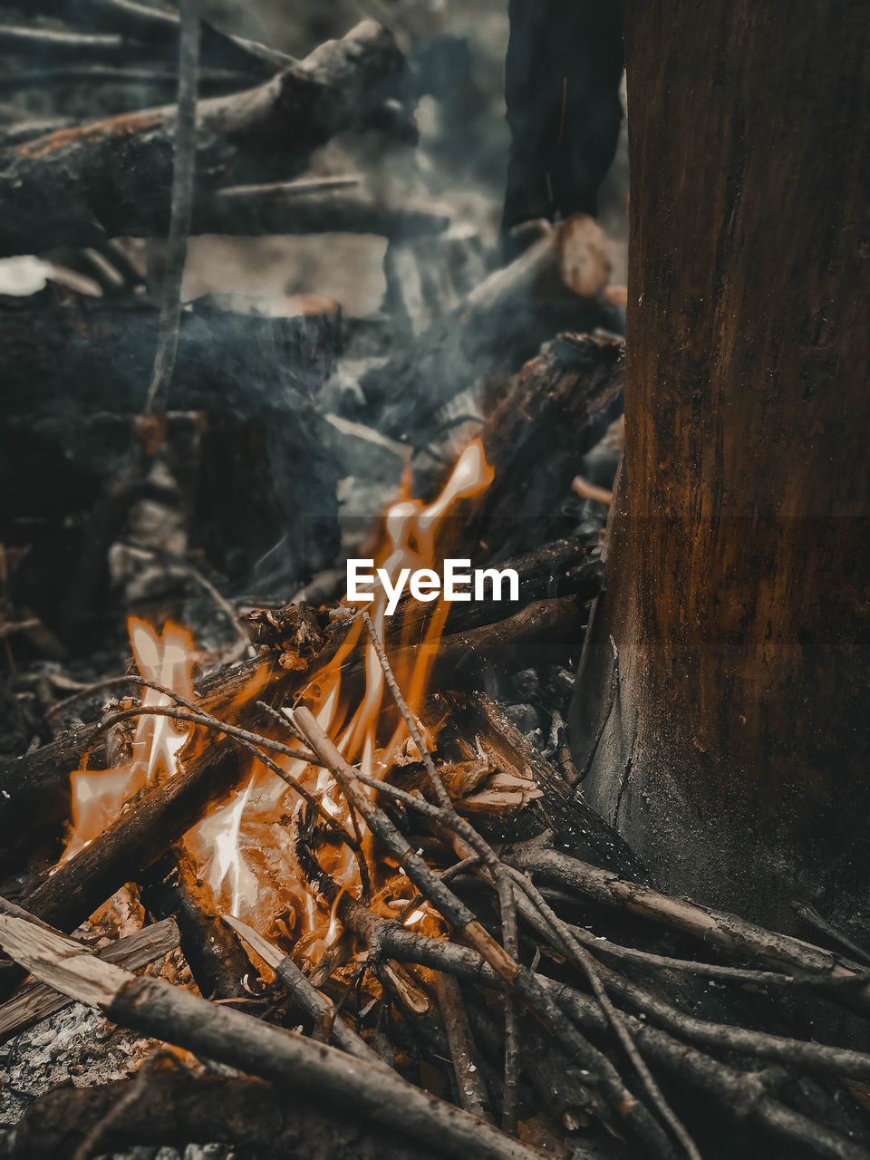 CLOSE-UP OF BONFIRE BY TREE TRUNK