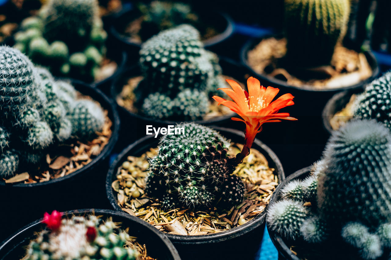 HIGH ANGLE VIEW OF POTTED PLANTS IN MARKET