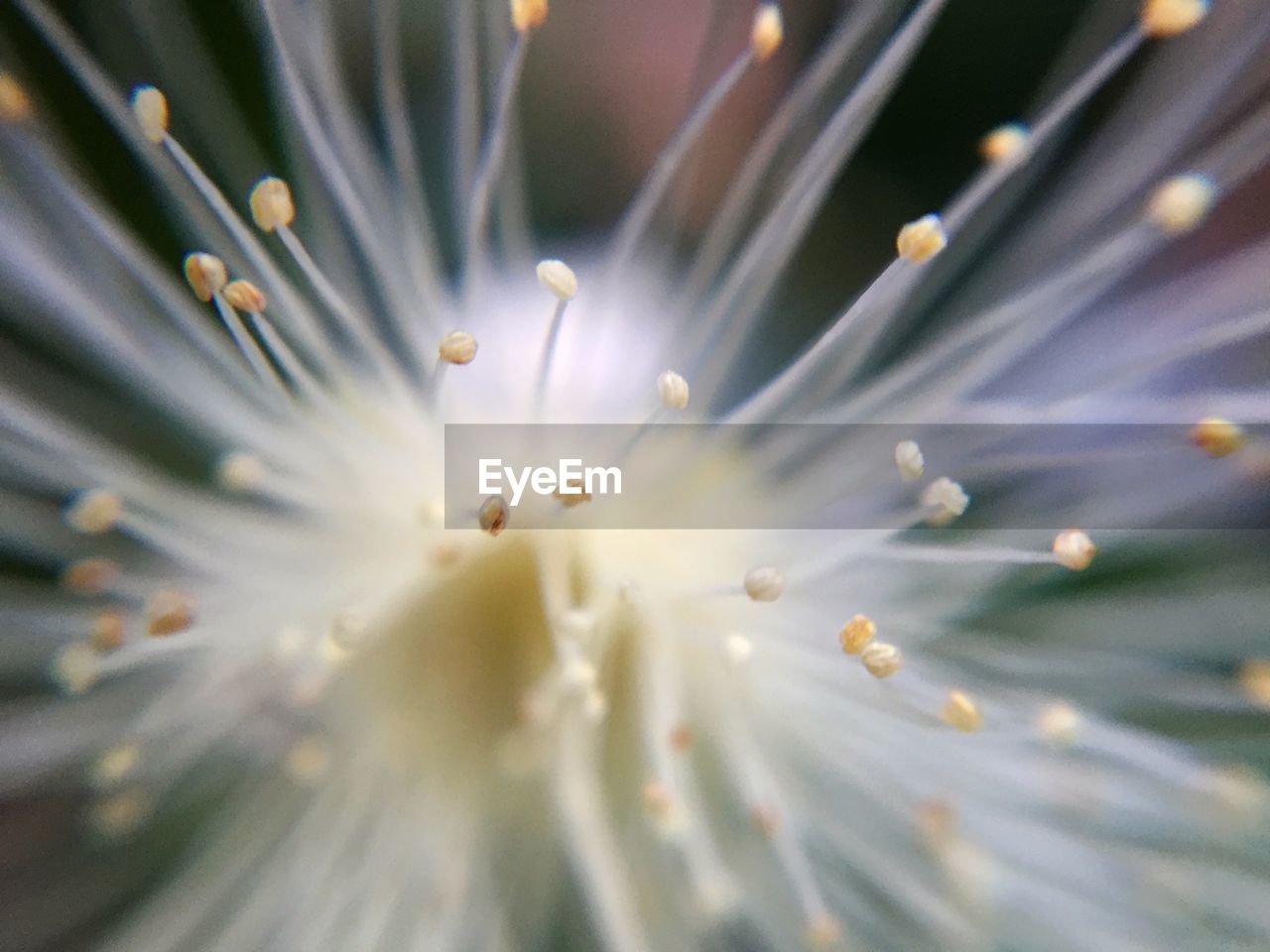 Macro shot of white flower blooming outdoors