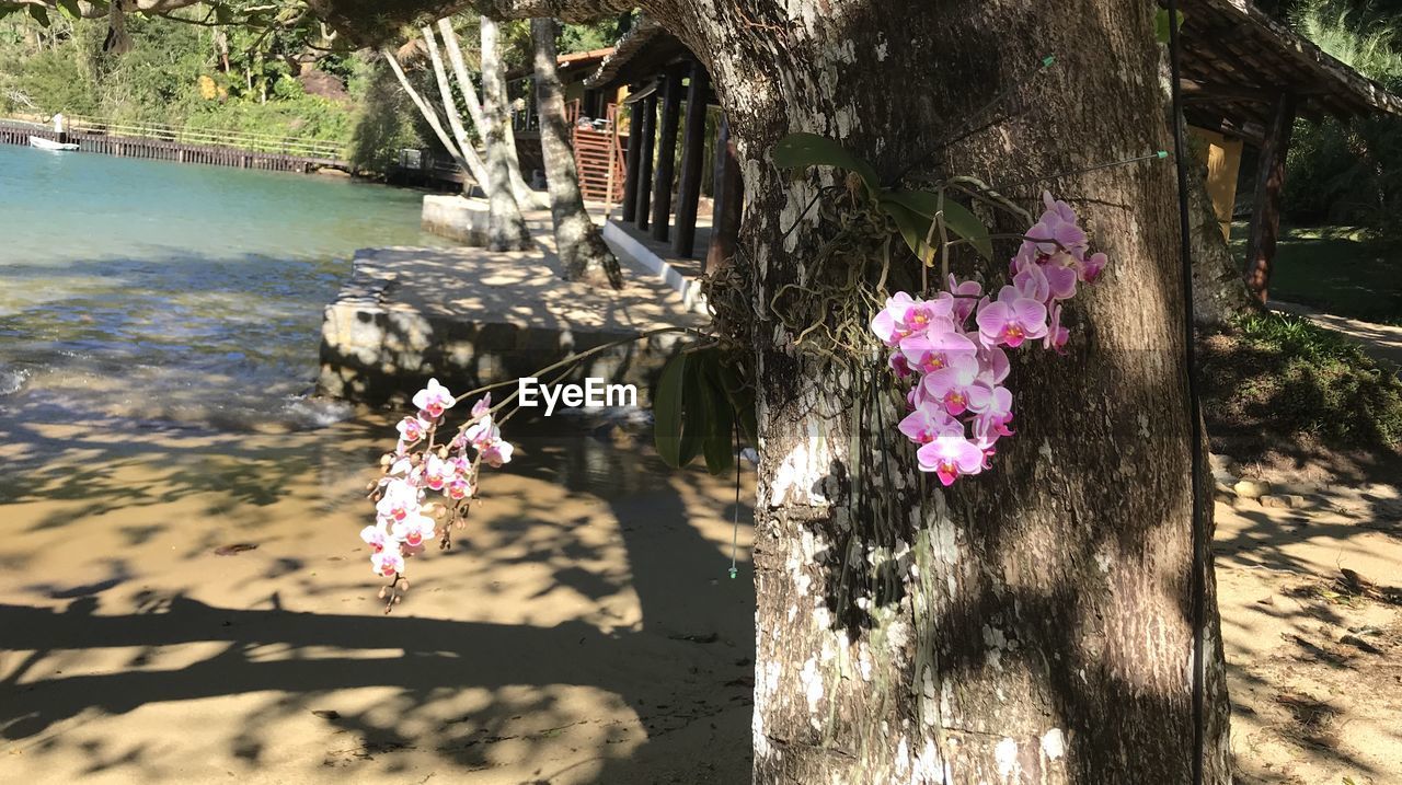 CLOSE-UP OF PINK FLOWERING PLANT BY TREE TRUNK