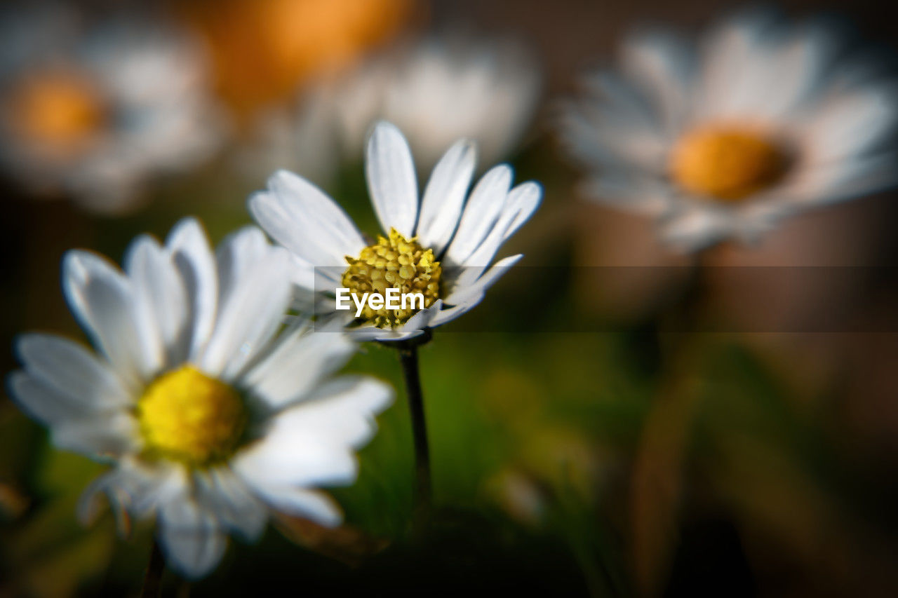 flower, flowering plant, plant, freshness, beauty in nature, yellow, daisy, close-up, nature, fragility, flower head, macro photography, growth, petal, white, blossom, inflorescence, no people, pollen, selective focus, focus on foreground, outdoors, botany, sunlight, summer, springtime, day, wildflower