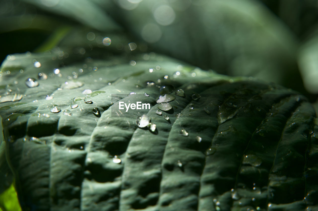 green, close-up, leaf, drop, macro photography, water, plant part, wet, nature, selective focus, no people, plant, flower, growth, freshness, beauty in nature, dew, outdoors, fragility, day, backgrounds, rain, pattern