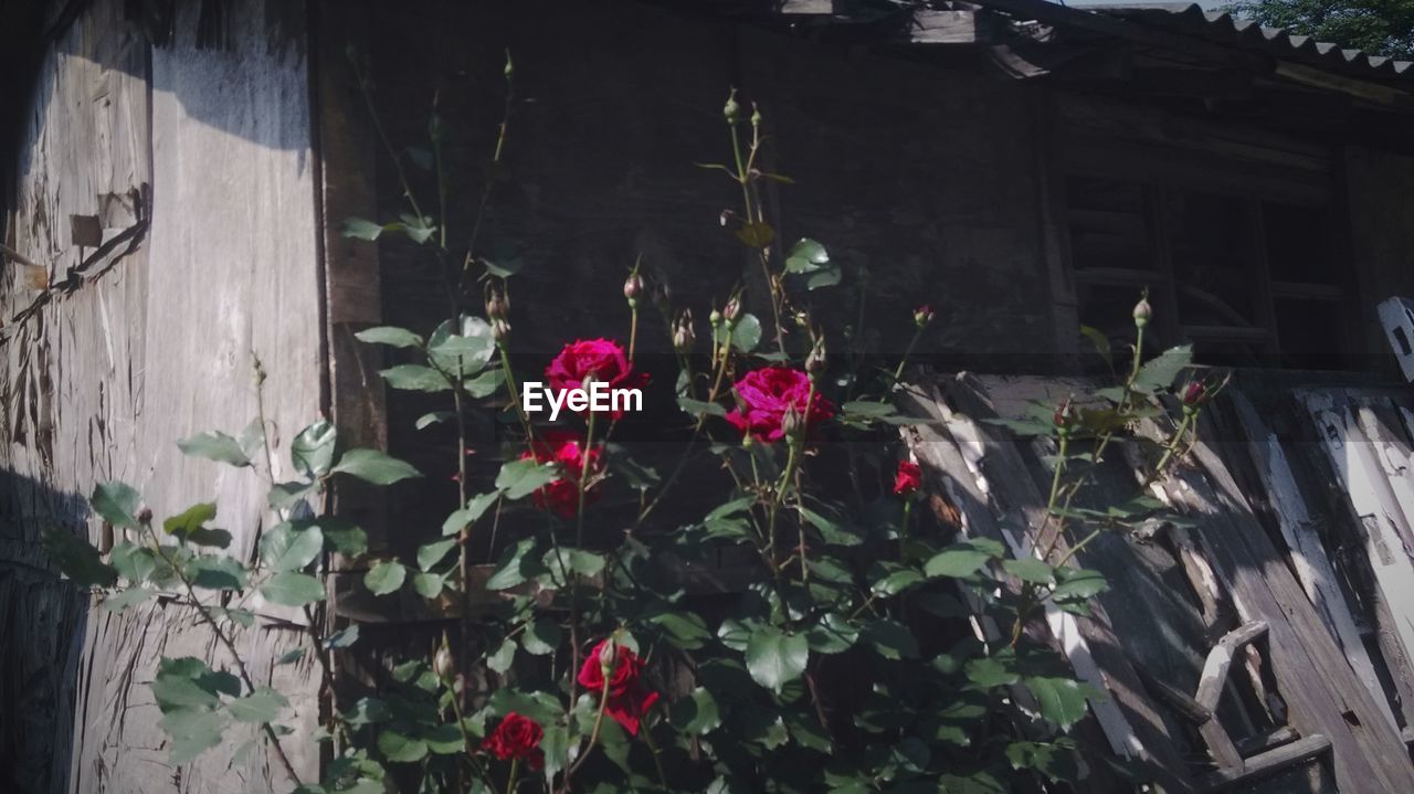 PLANTS GROWING ON HOUSE