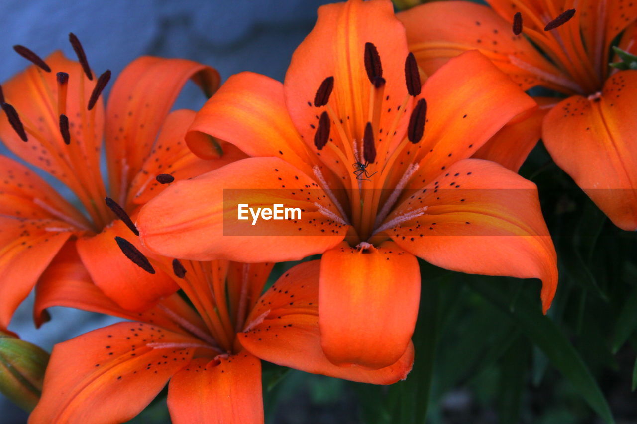 Close-up of orange  lillies