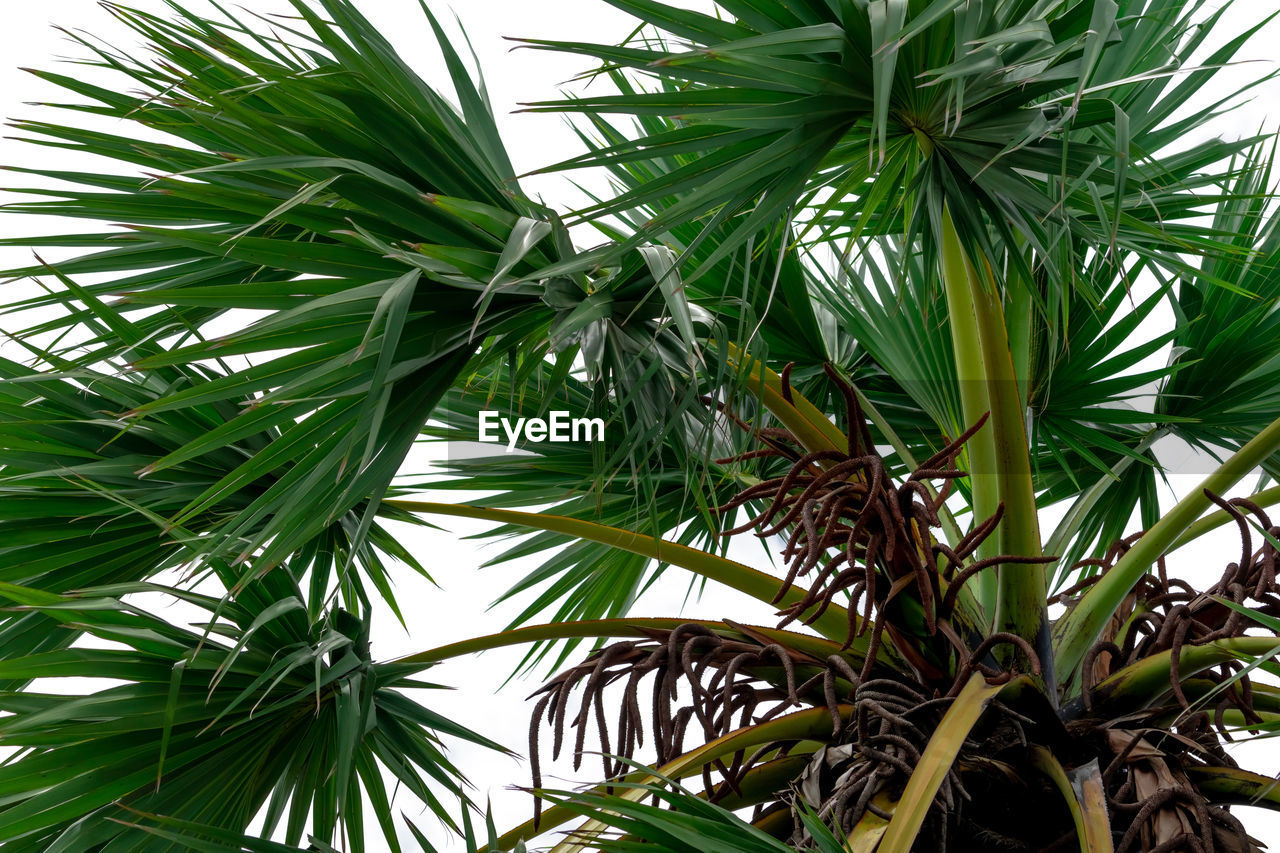 CLOSE-UP OF PALM TREE