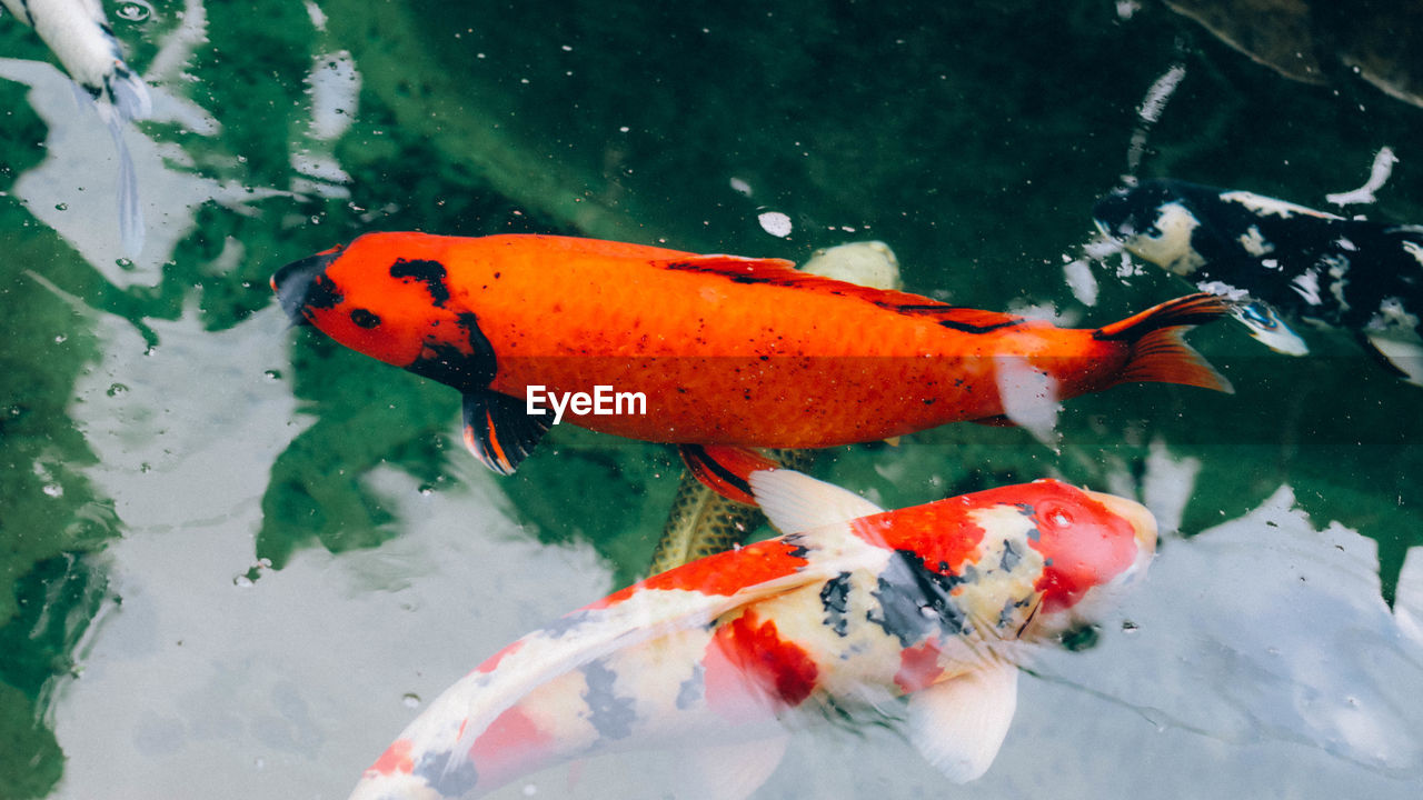 VIEW OF FISH IN SEA