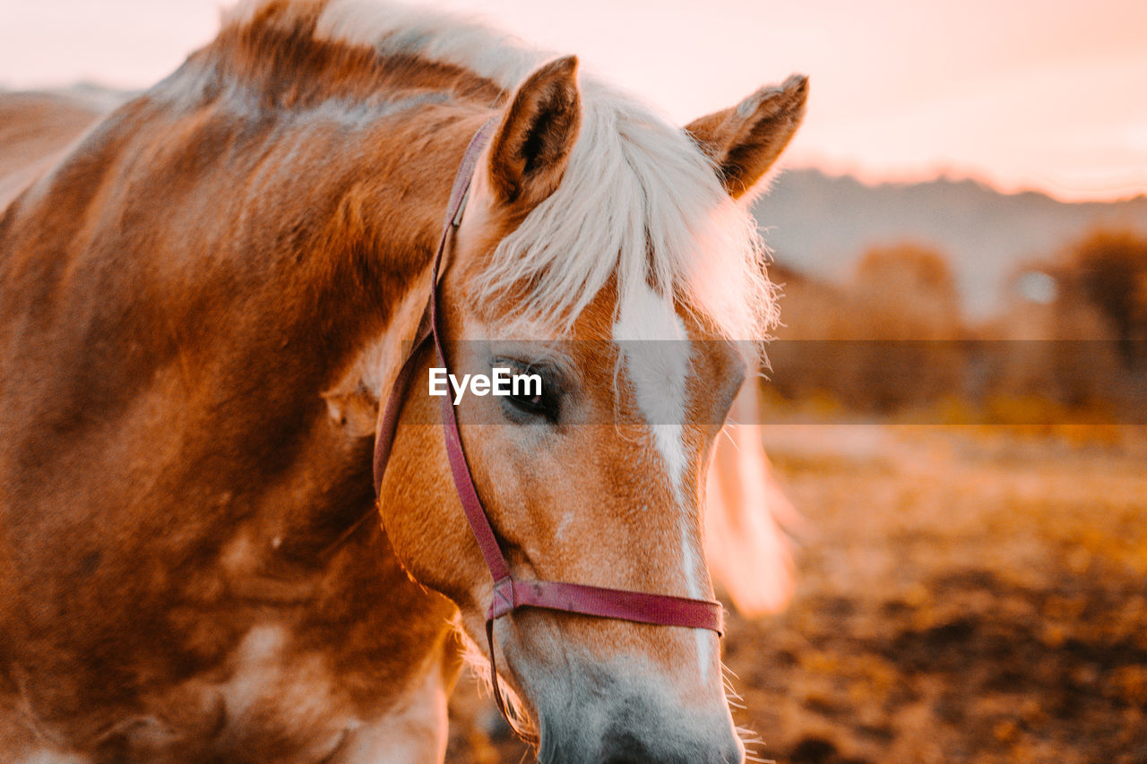 Close-up portrait of horse standing outdoors during sunset