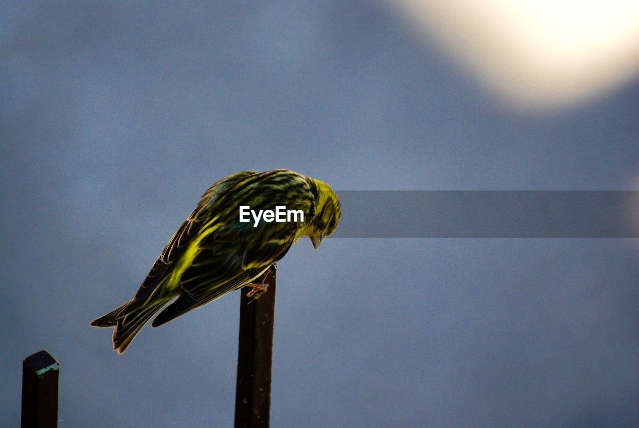 Low angle view of bird perching outdoors