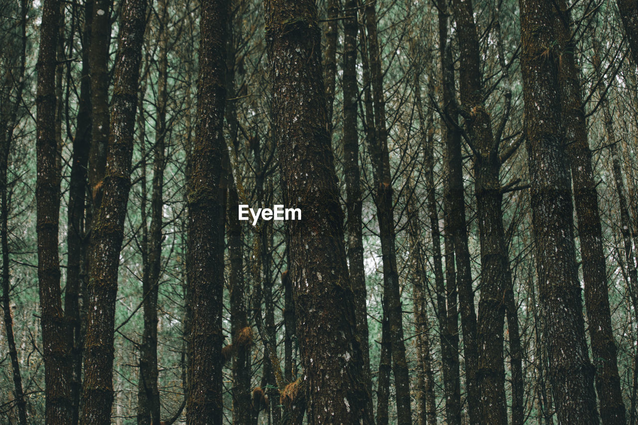 Full frame shot of trees in forest