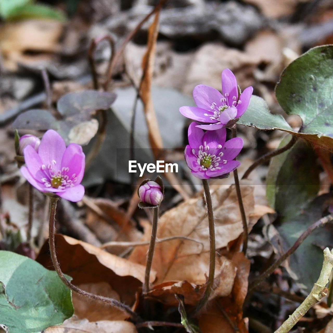 CLOSE-UP OF PURPLE FLOWERING PLANTS