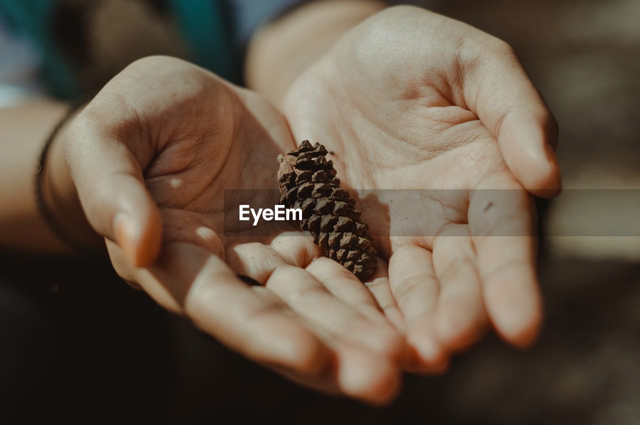 Cropped hands of person holding pine cone