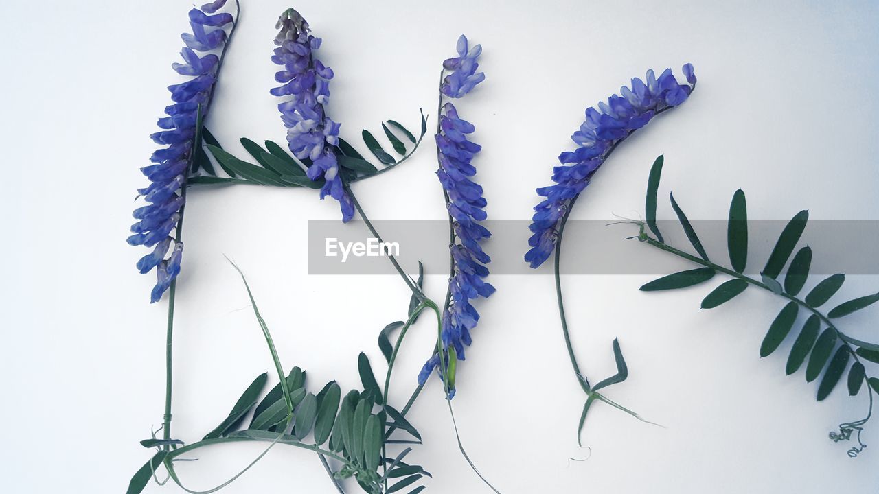 Leaves and flowers over white background