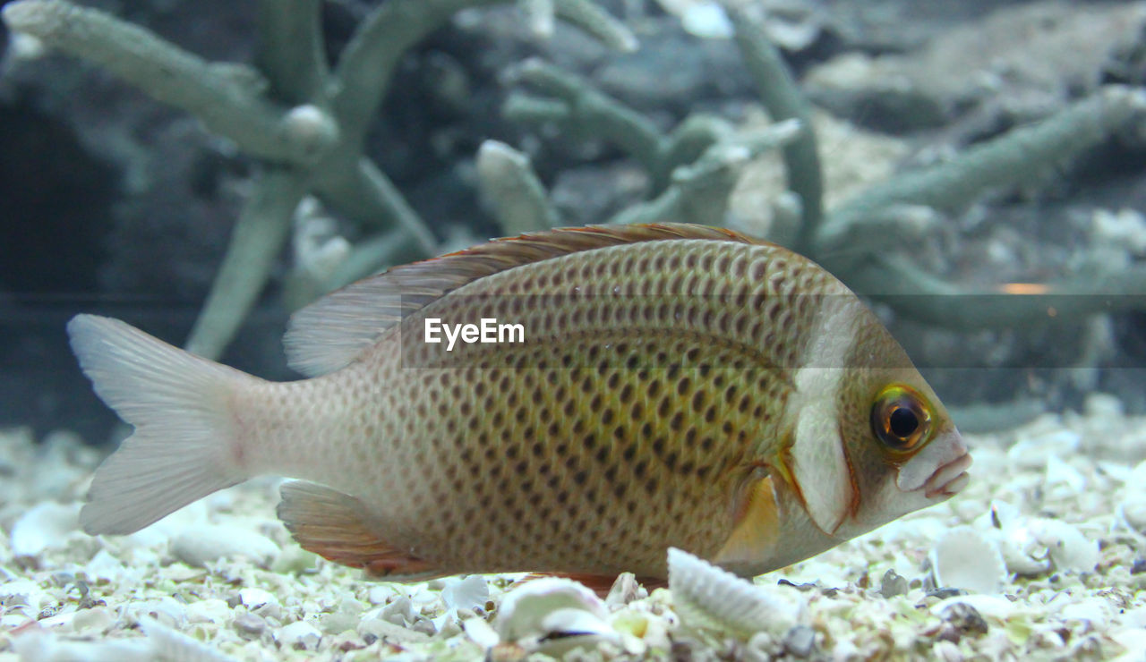 CLOSE-UP OF FISH UNDERWATER