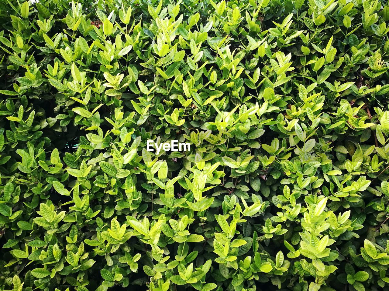 FULL FRAME SHOT OF GREEN LEAVES ON PLANT