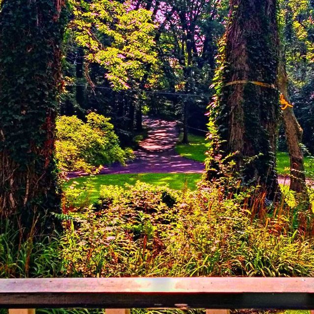 VIEW OF TREES IN FOREST