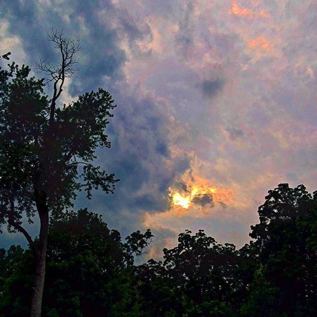 SILHOUETTE OF TREES AGAINST CLOUDY SKY