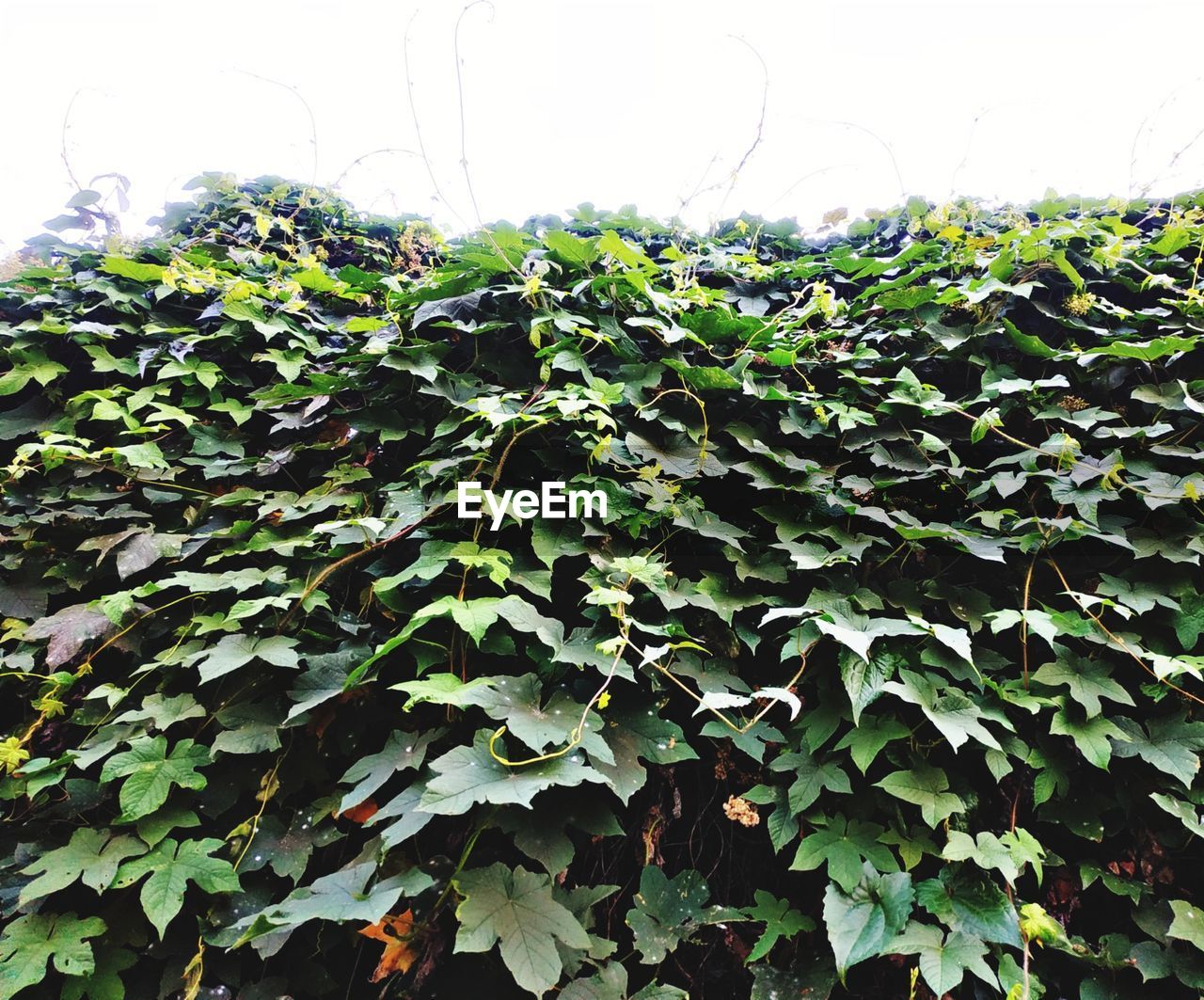 CLOSE-UP OF IVY GROWING ON PLANT