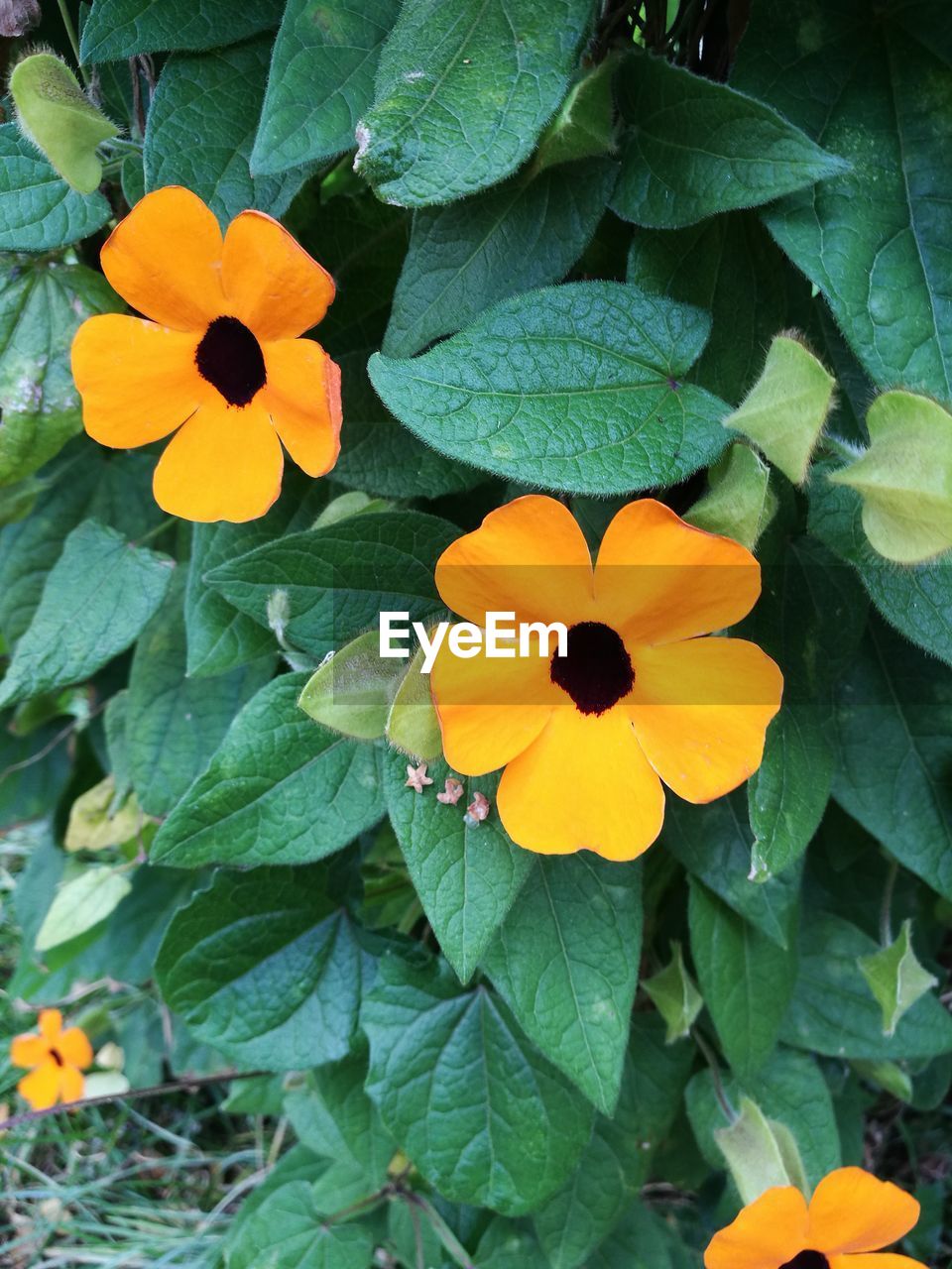 Close-up of orange flowering plant