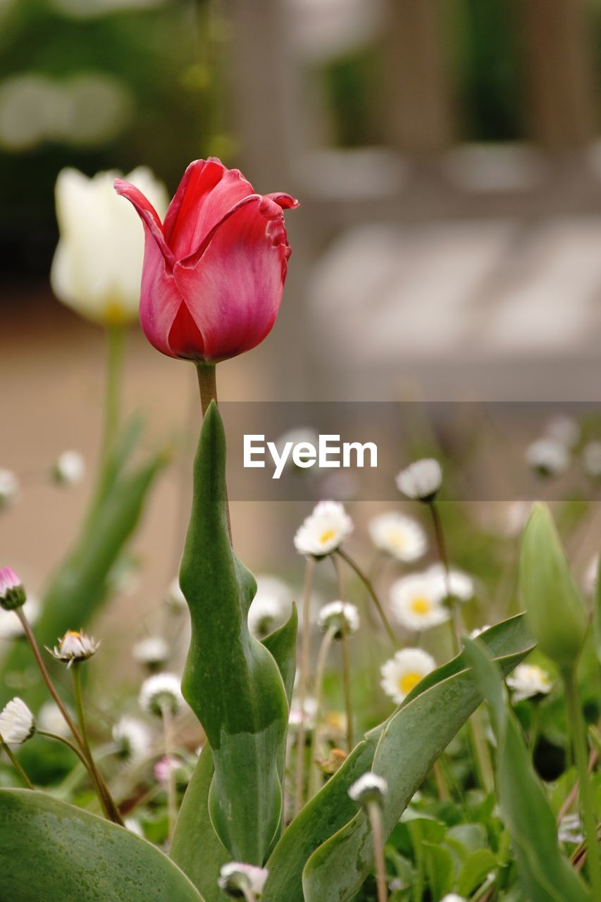 CLOSE-UP OF RED TULIPS