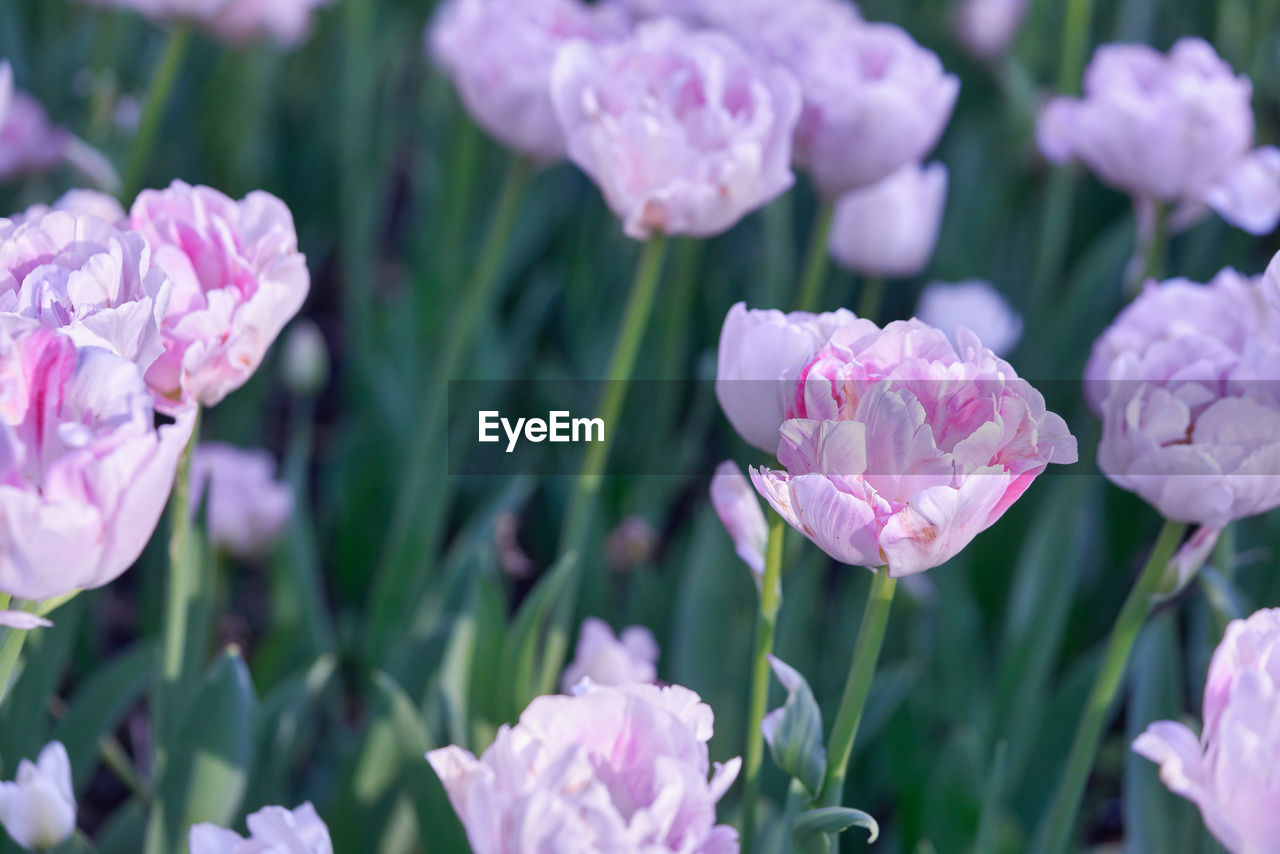 flower, plant, flowering plant, beauty in nature, freshness, pink, close-up, petal, nature, growth, flower head, fragility, inflorescence, no people, focus on foreground, plant part, leaf, outdoors, purple, botany, springtime, day, blossom, selective focus, green