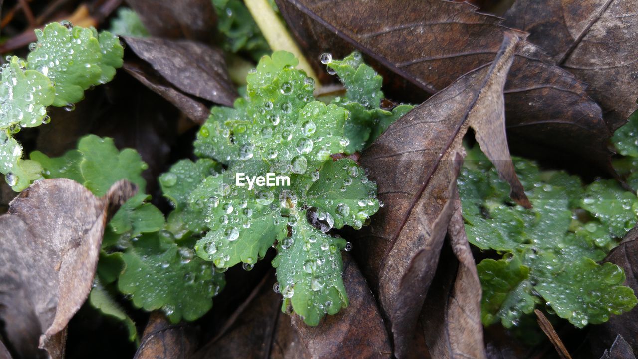 Close-up of leaves