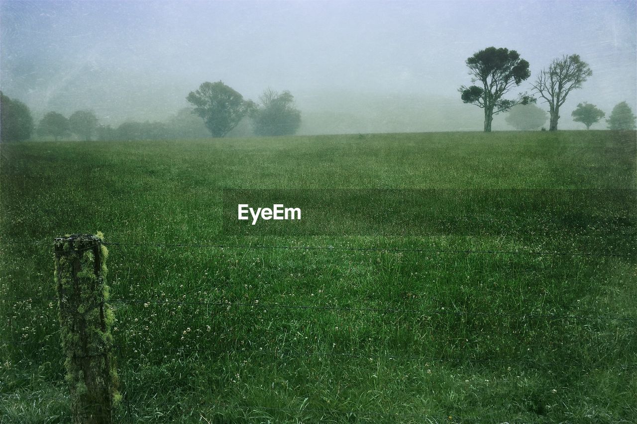 Trees on grassy field during foggy weather