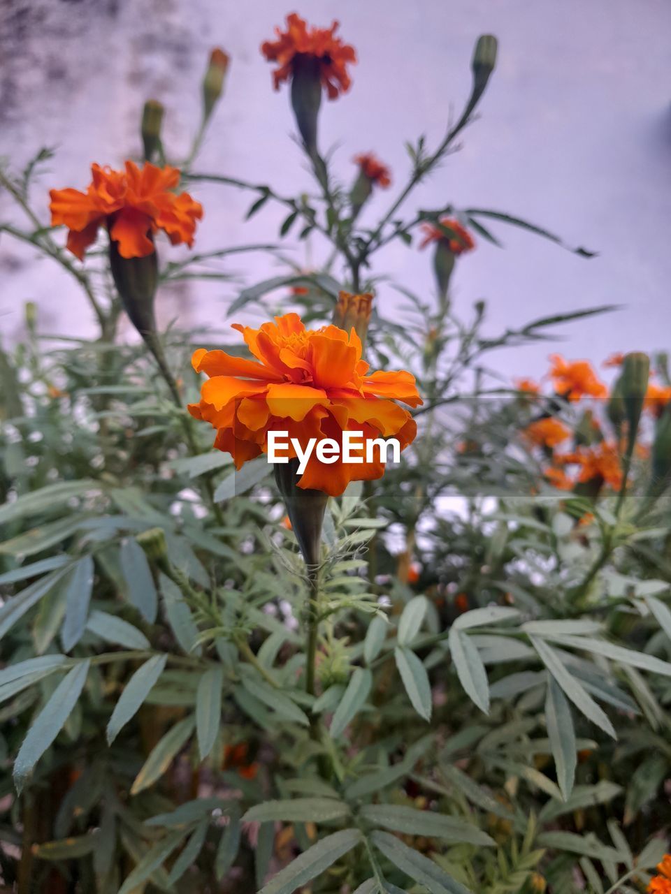 plant, flower, flowering plant, beauty in nature, nature, orange color, freshness, plant part, growth, leaf, no people, close-up, tree, outdoors, fragility, day, focus on foreground, botany, wildflower, petal, food, green, flower head