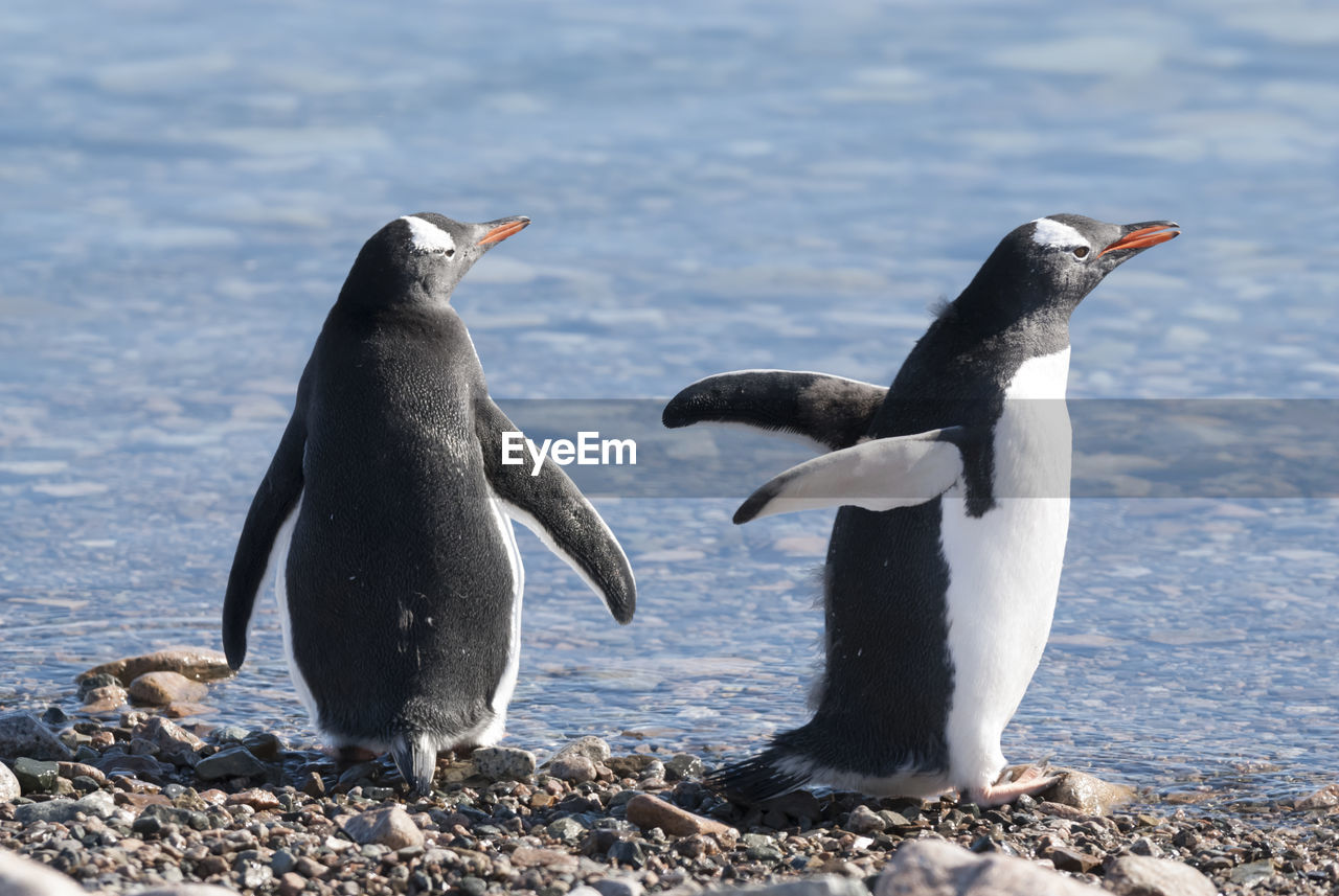 close-up of penguin