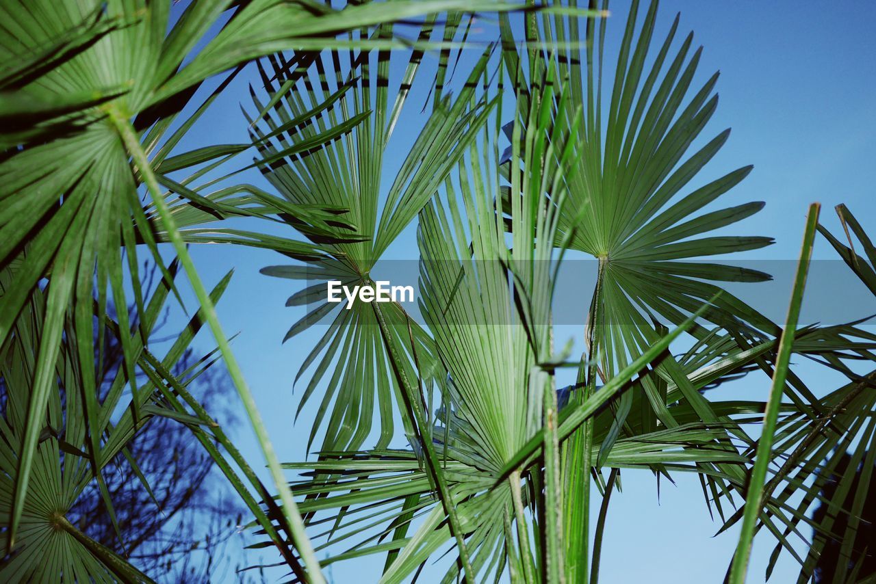 Low angle view of palm tree against blue sky