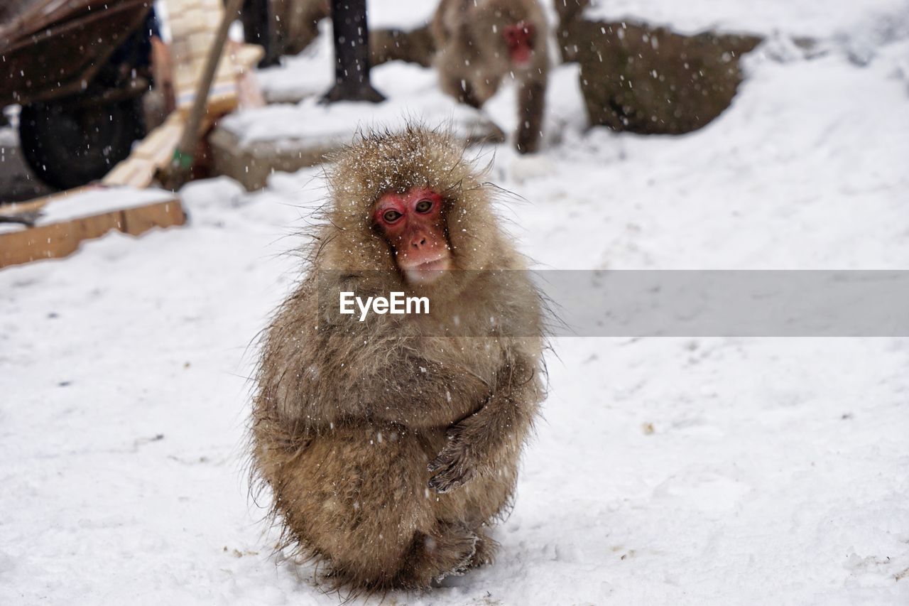 Japanese macaque on field during snowfall