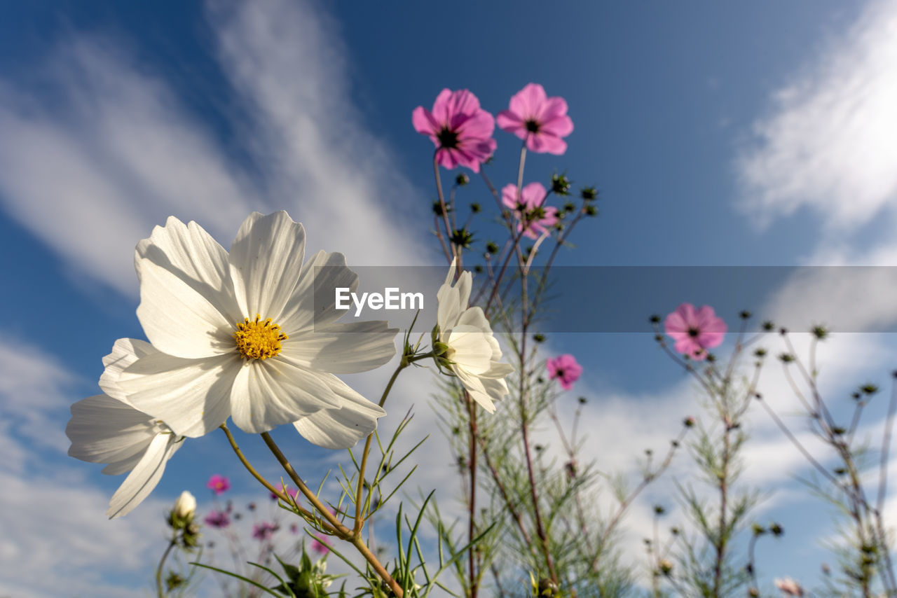 Low angle view of pink cosmos flowers against sky