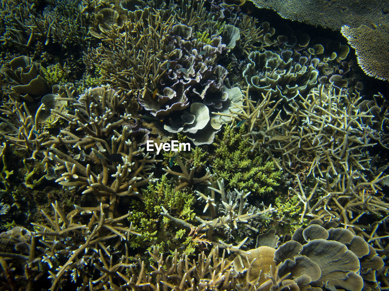 CLOSE-UP OF CORAL AND PLANTS