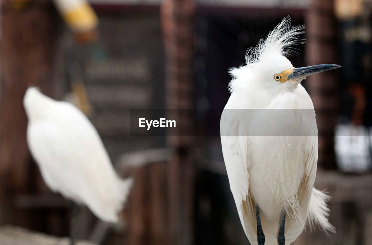 Close-up of snowy egret